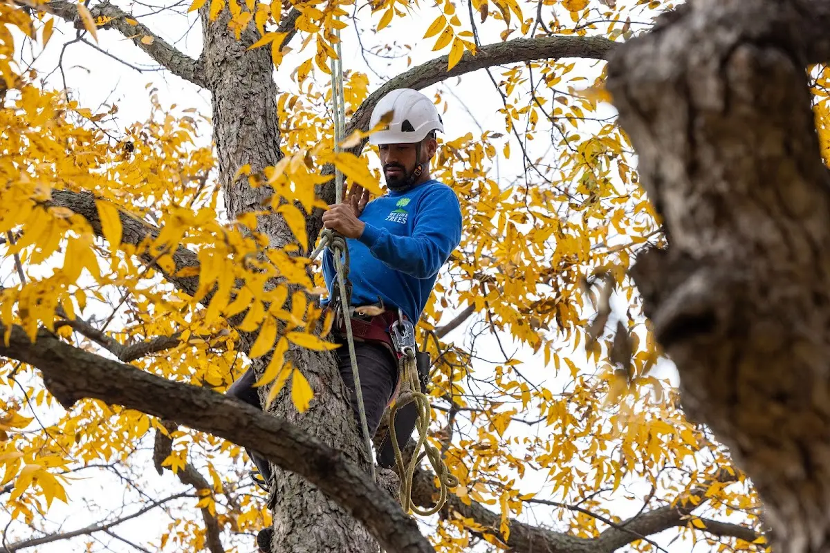 Skilled Tree Transplanting crew working in Douglas